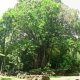 44- Vieux banian sur le site de Kamuihei 